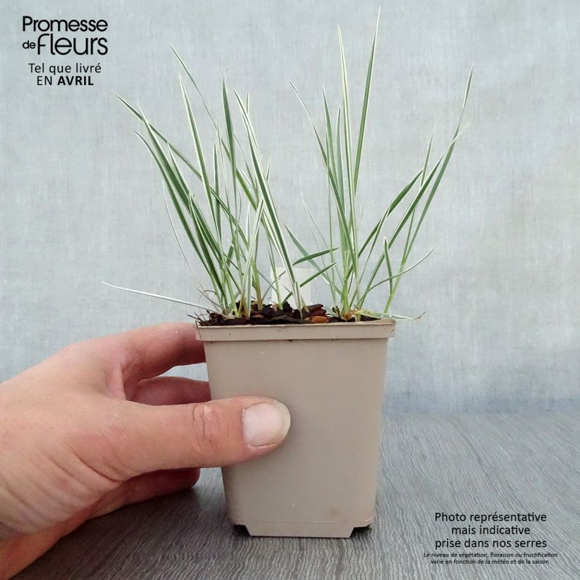 Example of Arrhenatherum bulbosum Variegatum Godet de 8/9 cm as you get in printemps