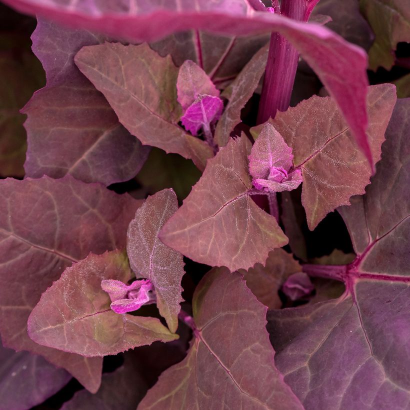 Arroche rouge (Foliage)