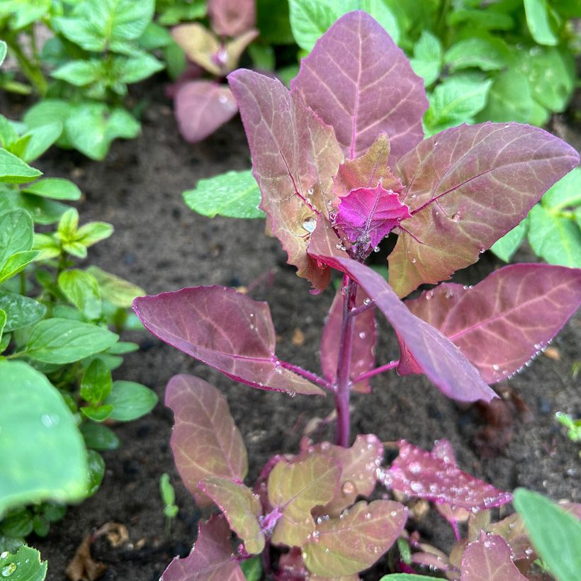 Arroche rouge (Plant habit)