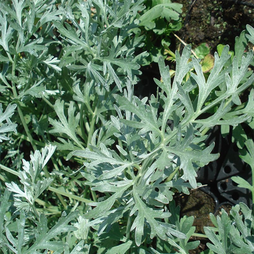 Grande Absinthe - Artemisia absinthium Lambrook Silver (Foliage)