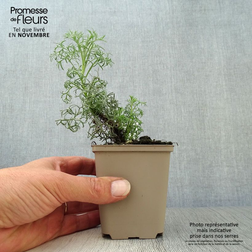 Spécimen de Artemisia alba Canescens - Armoise argentée Godet de 8/9 cm tel que livré en automne
