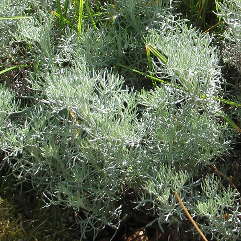 Artemisia alba Canescens - Armoise argentée (Foliage)