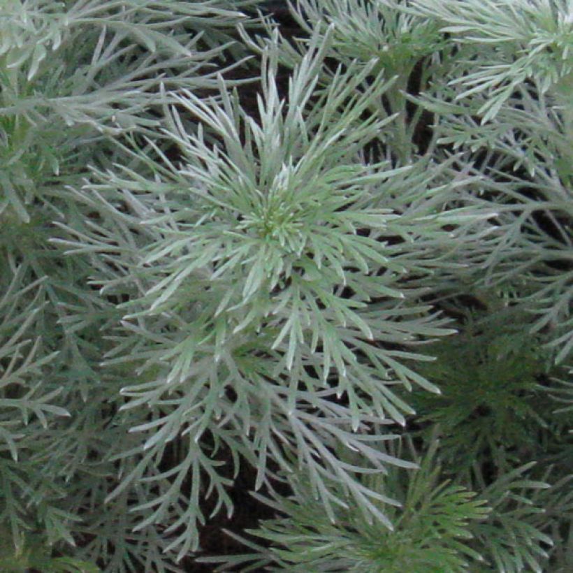Armoise - Artemisia schmidtiana Nana (Foliage)