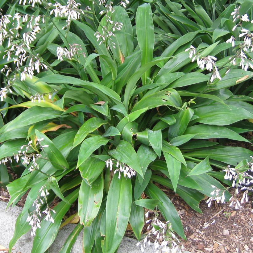 Arthropodium cirrhatum (Feuillage)