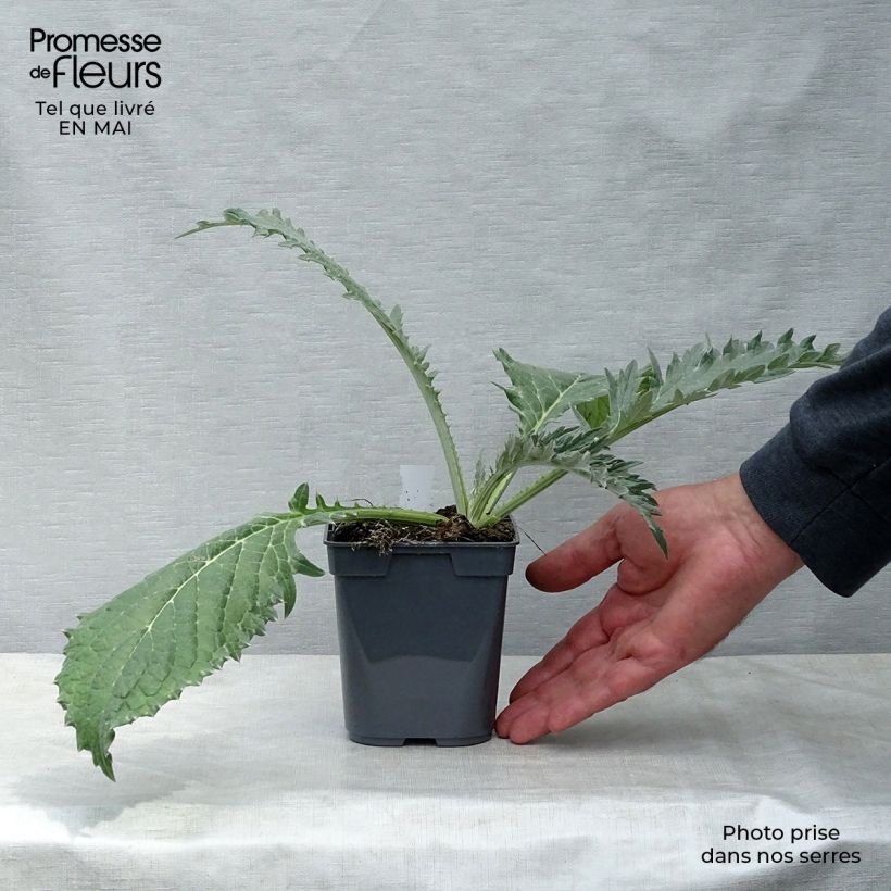 Spécimen de Artichaut Gros Vert de Laon - Cynara scolymus Godet de 7/8 cm tel que livré au printemps