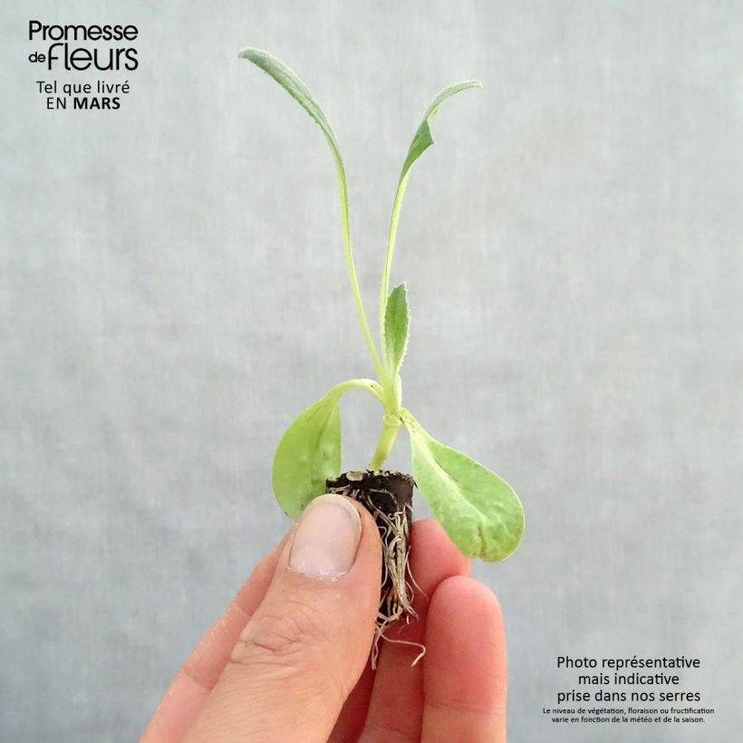 Example of Artichaut Imperial Star Bio - Cynara scolymus Mini-motte Ø 1,5/2,5 cm as you get in printemps