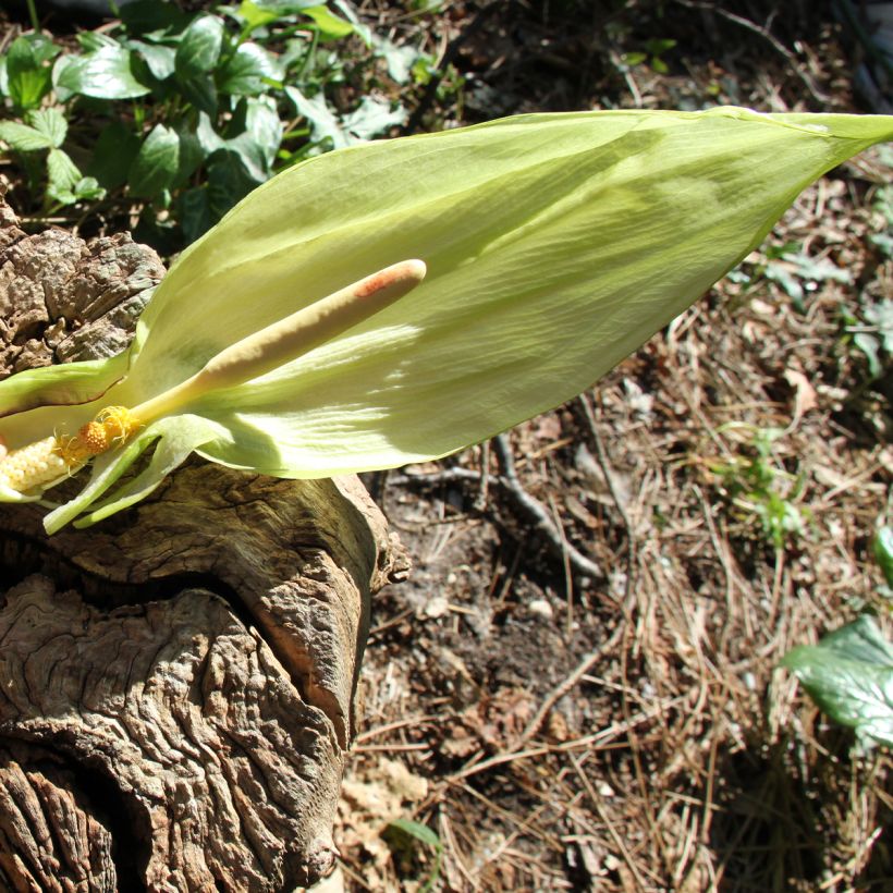 Arum italicum - Gouet d'Italie (Flowering)