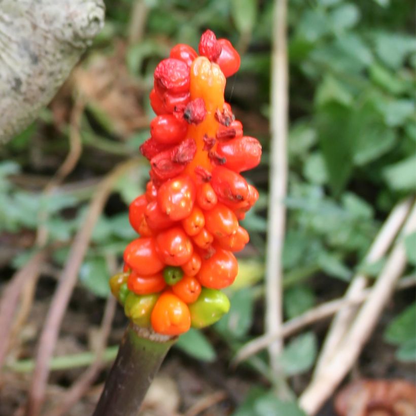 Arum italicum - Gouet d'Italie (Harvest)