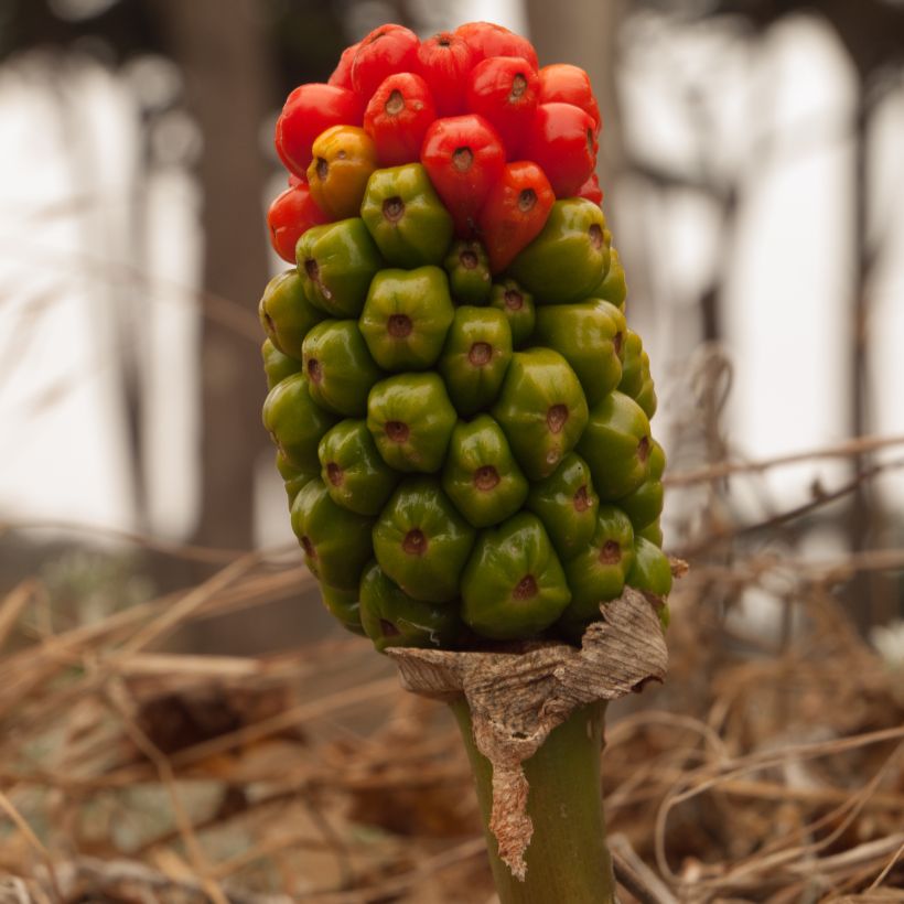 Arum italicum ssp. italicum Marmoratum - Arum d'Italie panaché. (Harvest)