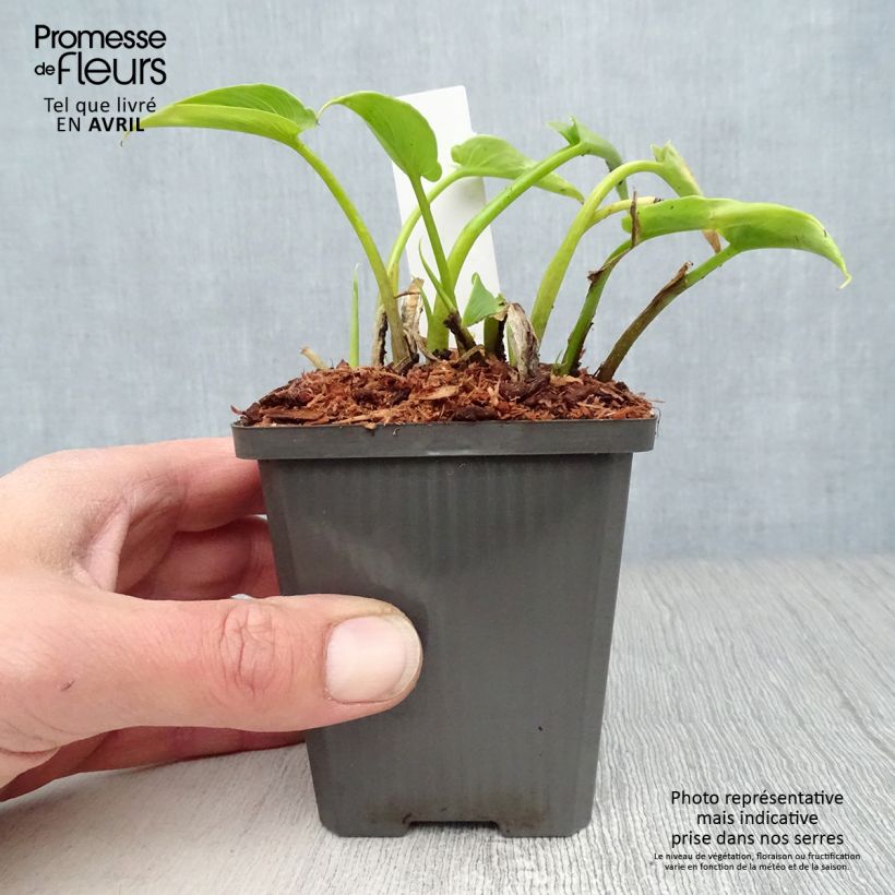 Example of Arum ou Calla blanc - Zantedeschia aethiopica Godet de 8/9 cm as you get in printemps