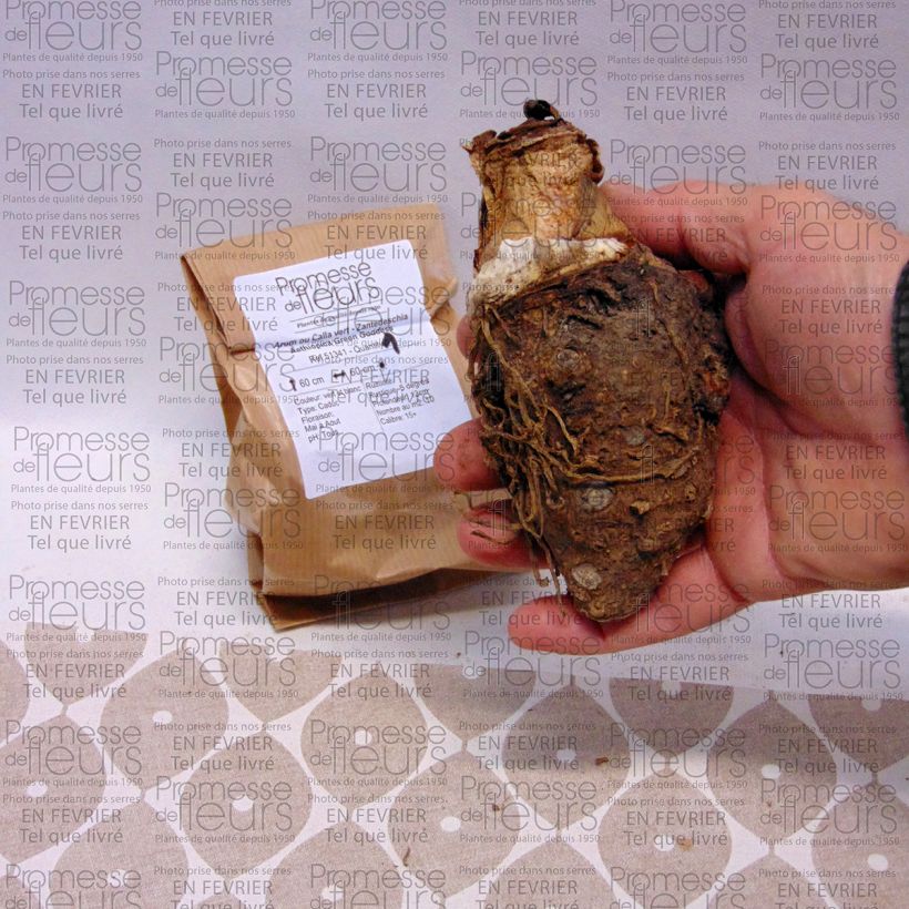 Exemple de spécimen de Arum ou Calla vert - Zantedeschia Aethiopica Green Goddess Bulbe calibre 18/20 tel que livré