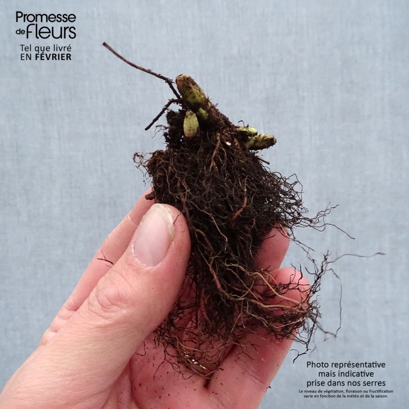 Spécimen de Aruncus Guinea Fowl - Barbe de Bouc Racines nues, Qualité premium tel que livré en hiver