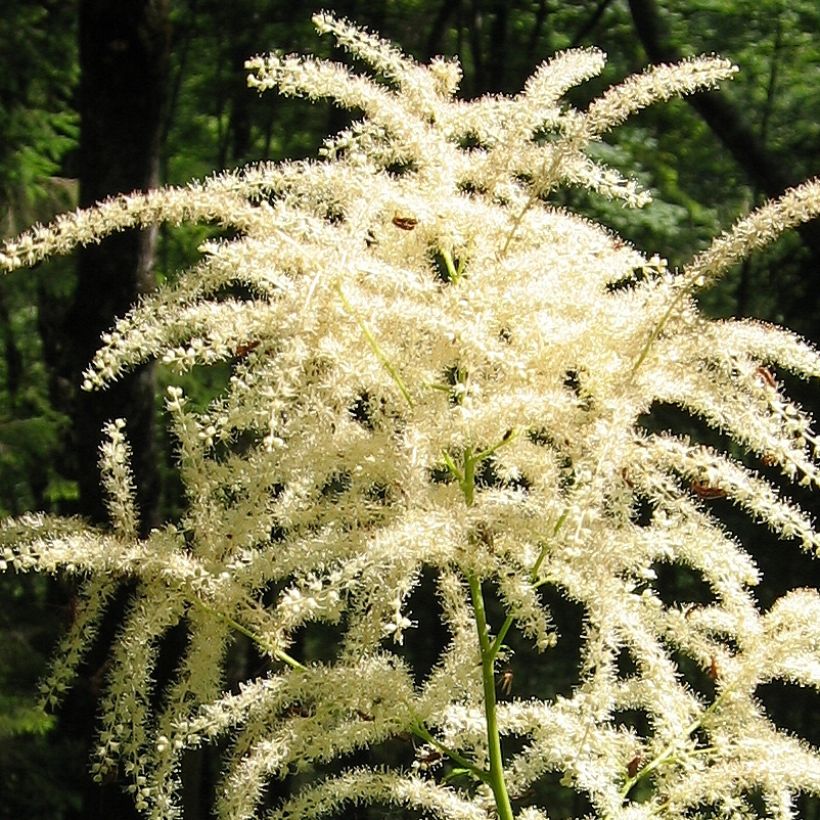 Aruncus diocus var. kamtschaticus, Barbe de Bouc (Flowering)