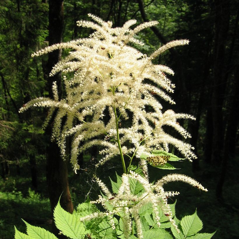 Aruncus diocus var. kamtschaticus, Barbe de Bouc (Plant habit)