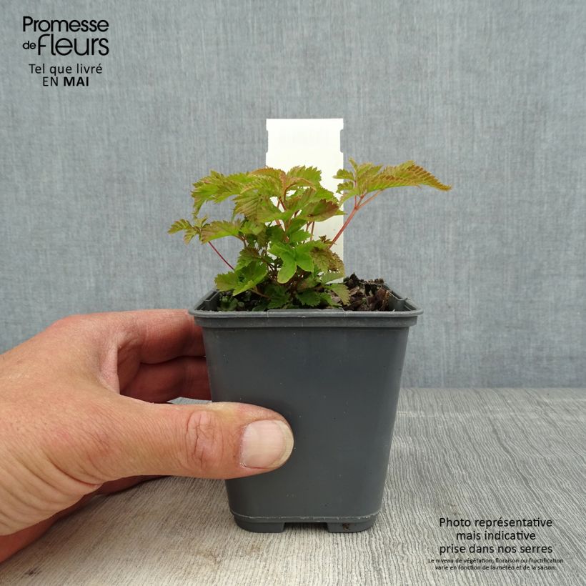 Example of Aruncus diocus var. kamtschaticus, Barbe de Bouc Godet de 8/9 cm as you get in printemps