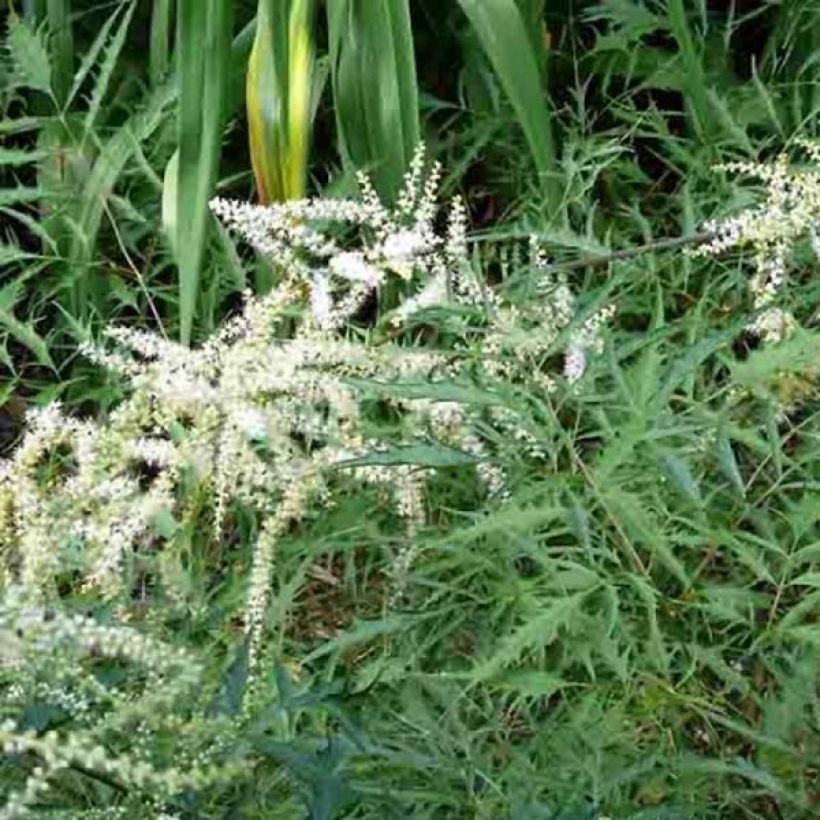 Aruncus dioïcus Kneiffii - Barbe de Bouc (Plant habit)