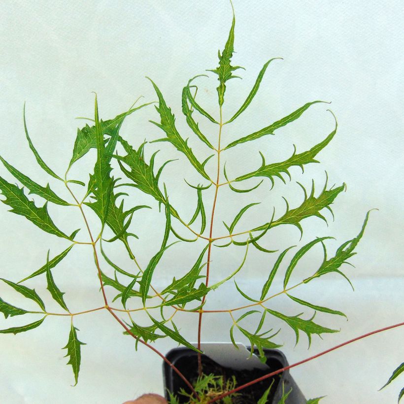 Aruncus dioïcus Kneiffii - Barbe de Bouc (Foliage)