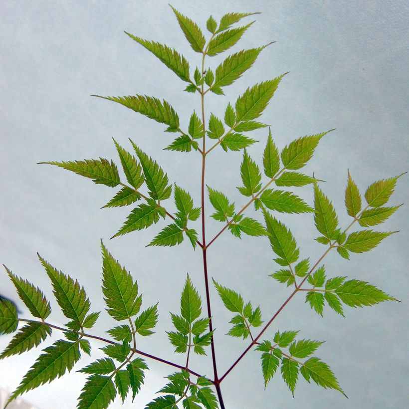 Aruncus hybride Horatio - Barbe de Bouc (Foliage)