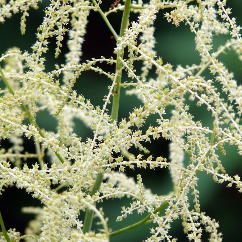 Aruncus hybride Misty Lace - Barbe de bouc (Flowering)