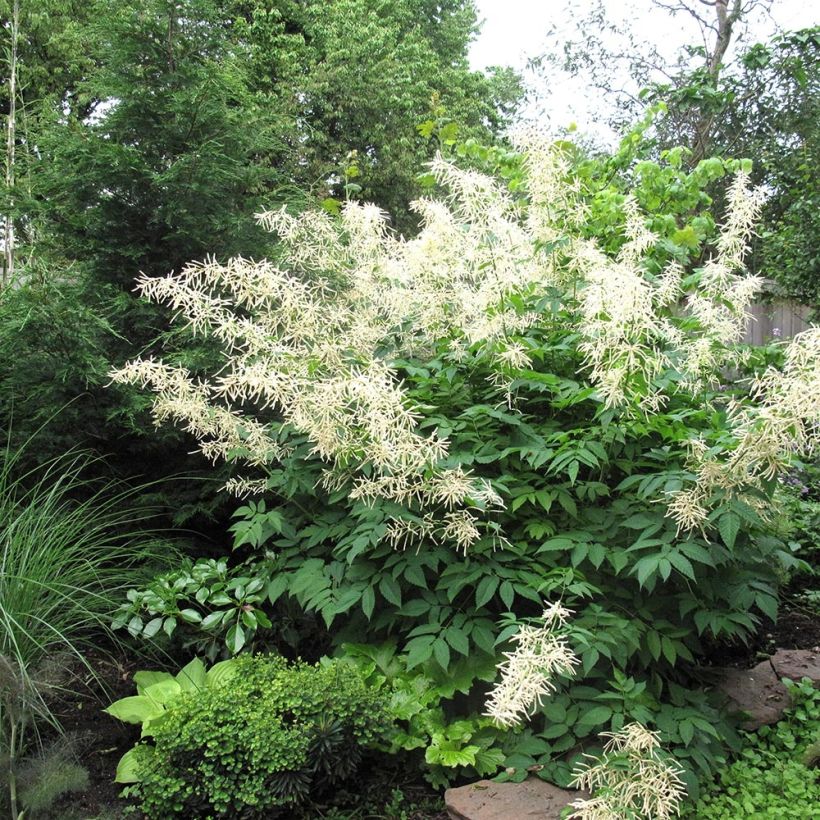 Aruncus hybride Misty Lace - Barbe de bouc (Plant habit)