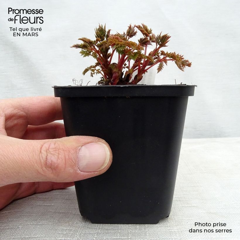 Example of Aruncus hybride Misty Lace - Barbe de bouc Godet de 8/9 cm as you get in printemps