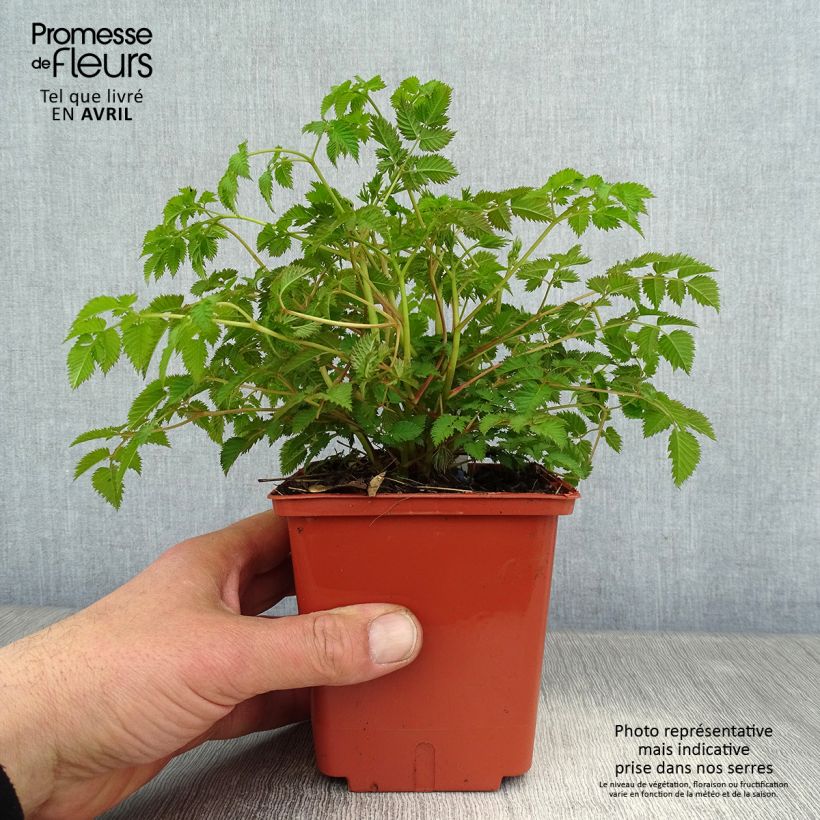 Example of Aruncus hybride Misty Lace - Barbe de bouc Pot de 1L/1,5L as you get in printemps