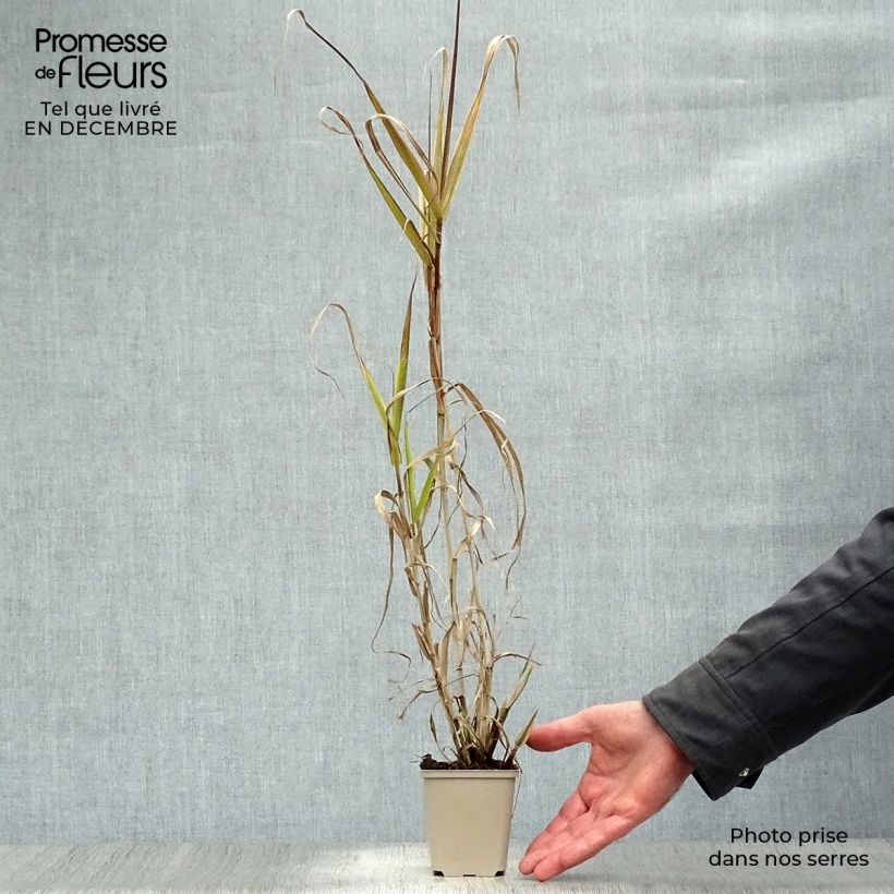 Spécimen de Arundo donax Aureovariegata - Canne de Provence Godet de 8/9 cm tel que livré en hiver