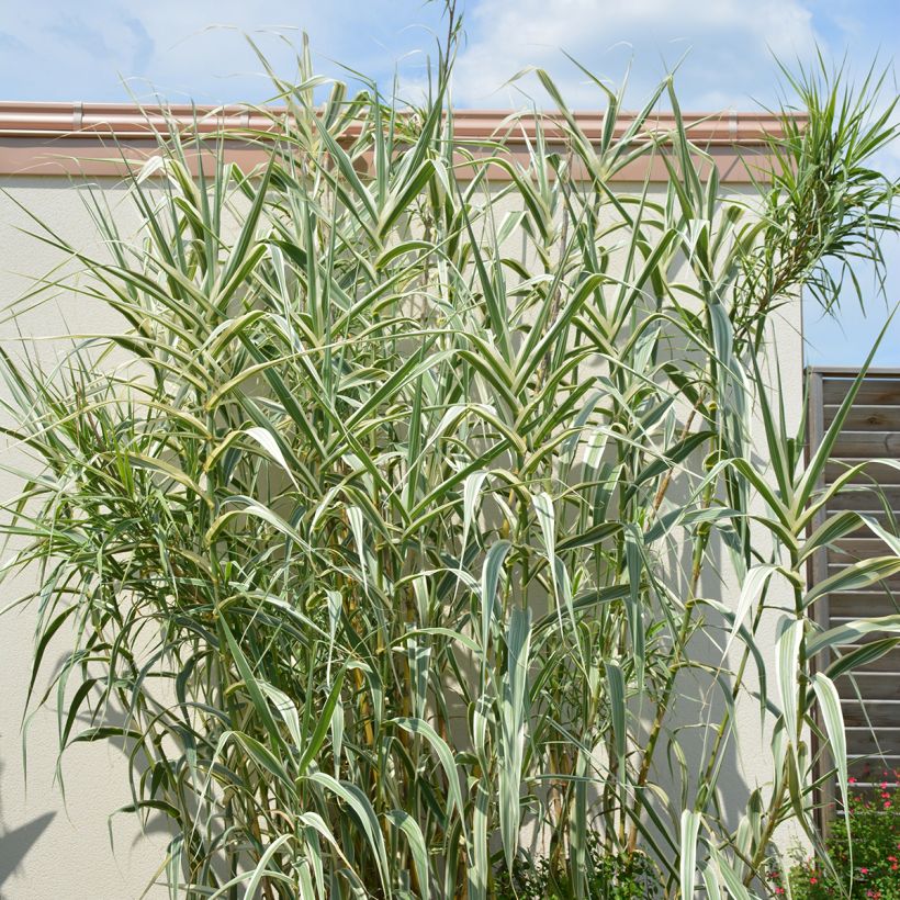 Arundo donax Ely - Canne de Provence (Plant habit)
