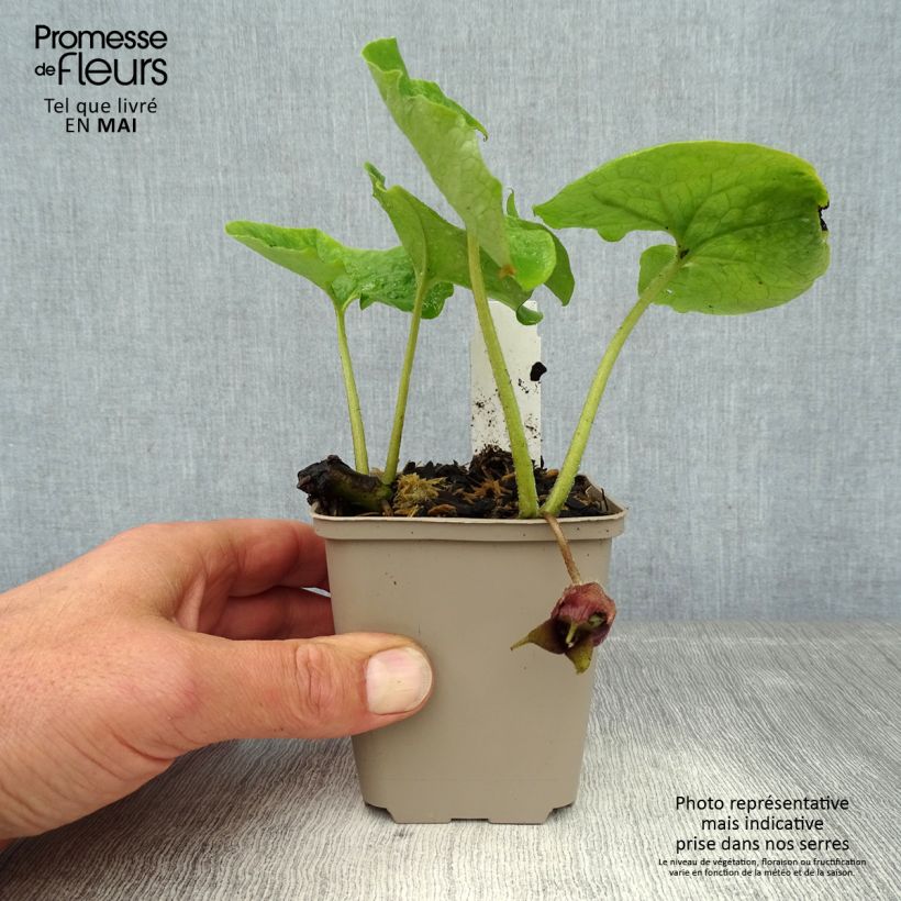 Spécimen de Asarum canadense - Asaret Godet de 8/9 cm tel que livré au printemps