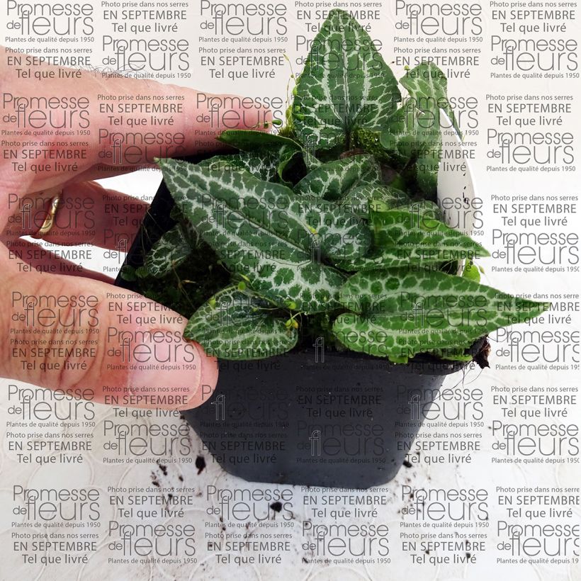 Example of Asarum epigynum Takasago Saishin - Asaret Godet de 8/9 cm as you get