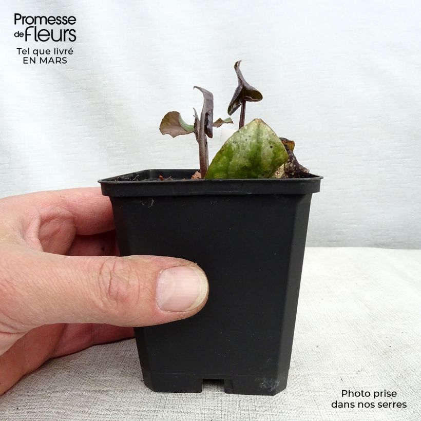 Example of Asarum maximum Ling Ling - Asaret Godet de 8/9 cm as you get in printemps