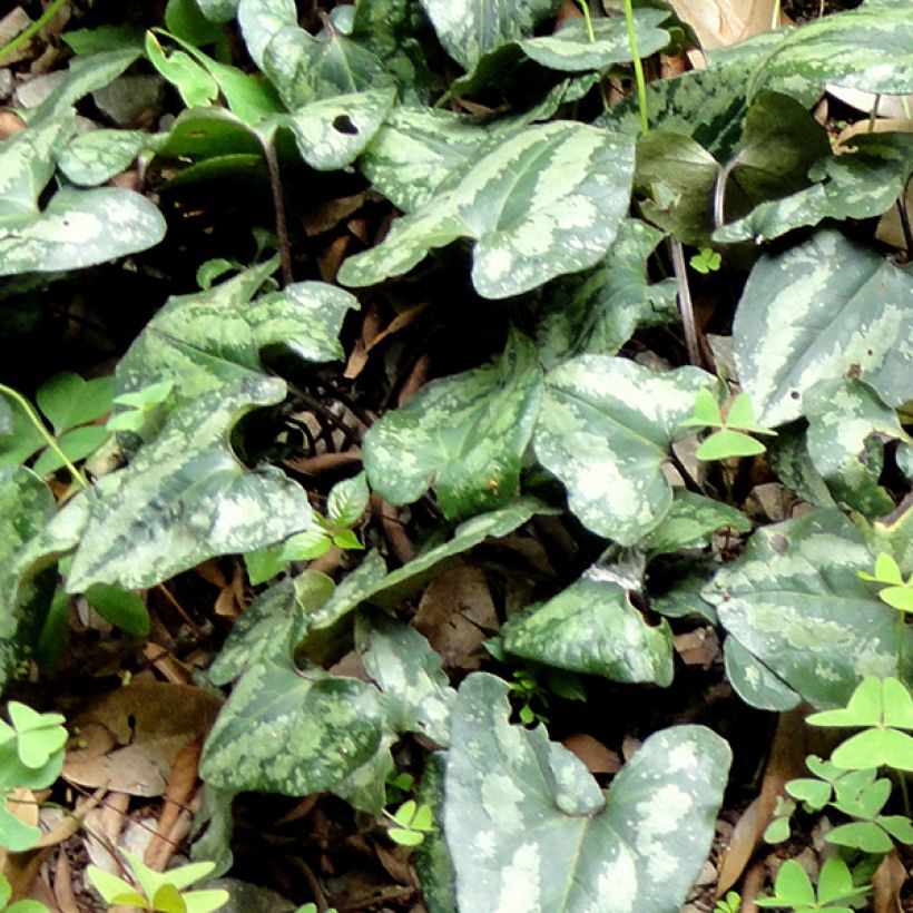Asarum splendens - Asaret (Foliage)
