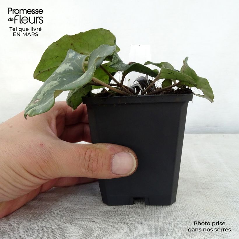 Example of Asarum splendens - Asaret Godet de 8/9 cm as you get in printemps
