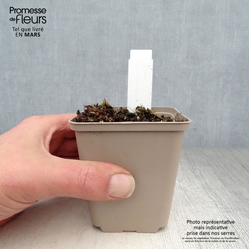 Spécimen de Asclépiade, Asclepias speciosa Godet de 8/9 cm tel que livré au printemps