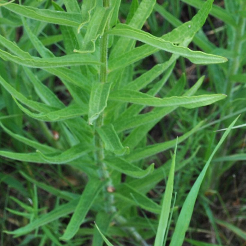 Asclepias tuberosa - Asclépiade tubéreuse (Foliage)