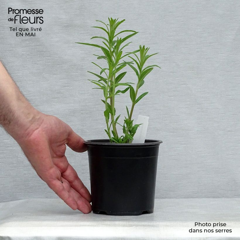 Example of Asclepias tuberosa - Asclépiade tubéreuse Godet de 7/8 cm as you get in printemps