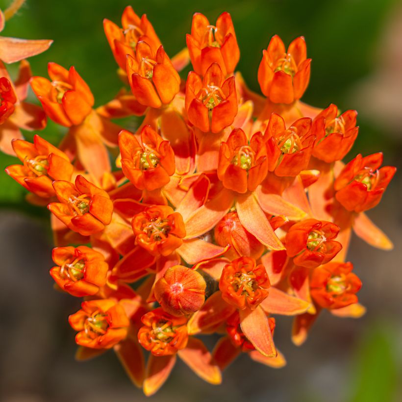 Asclepias tuberosa - Asclépiade tubéreuse (Flowering)