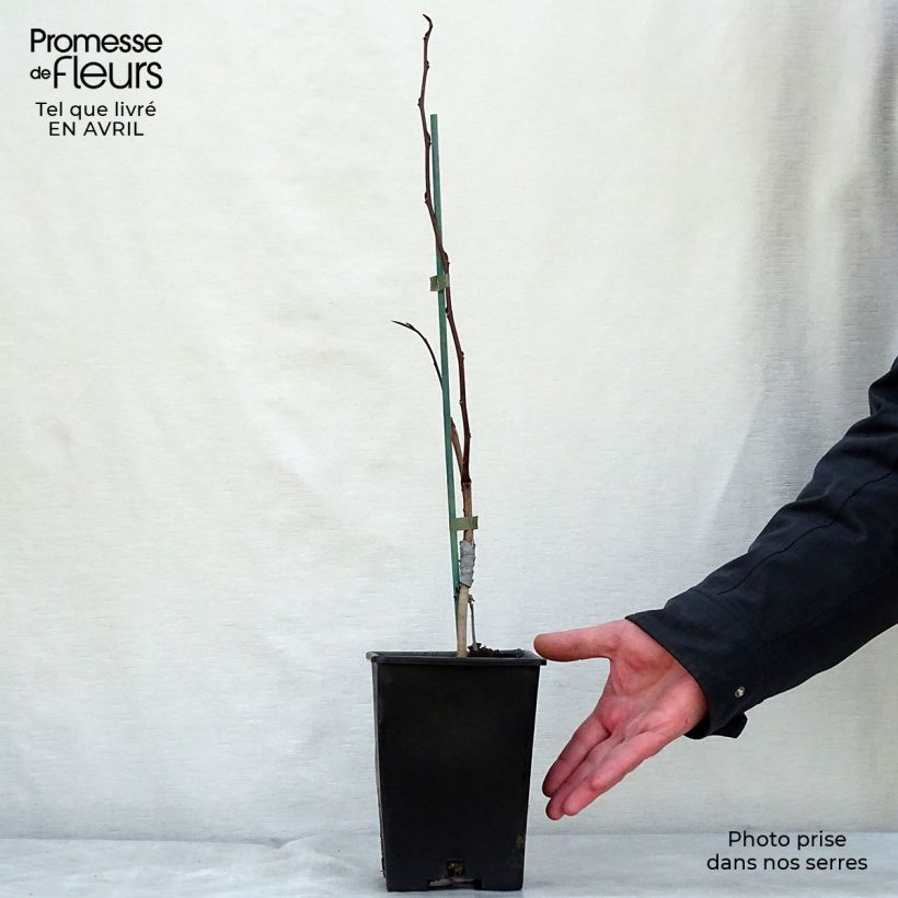 Example of Asimina Prima 1216 - Pawpaw Pot de 2L/3L as you get in printemps