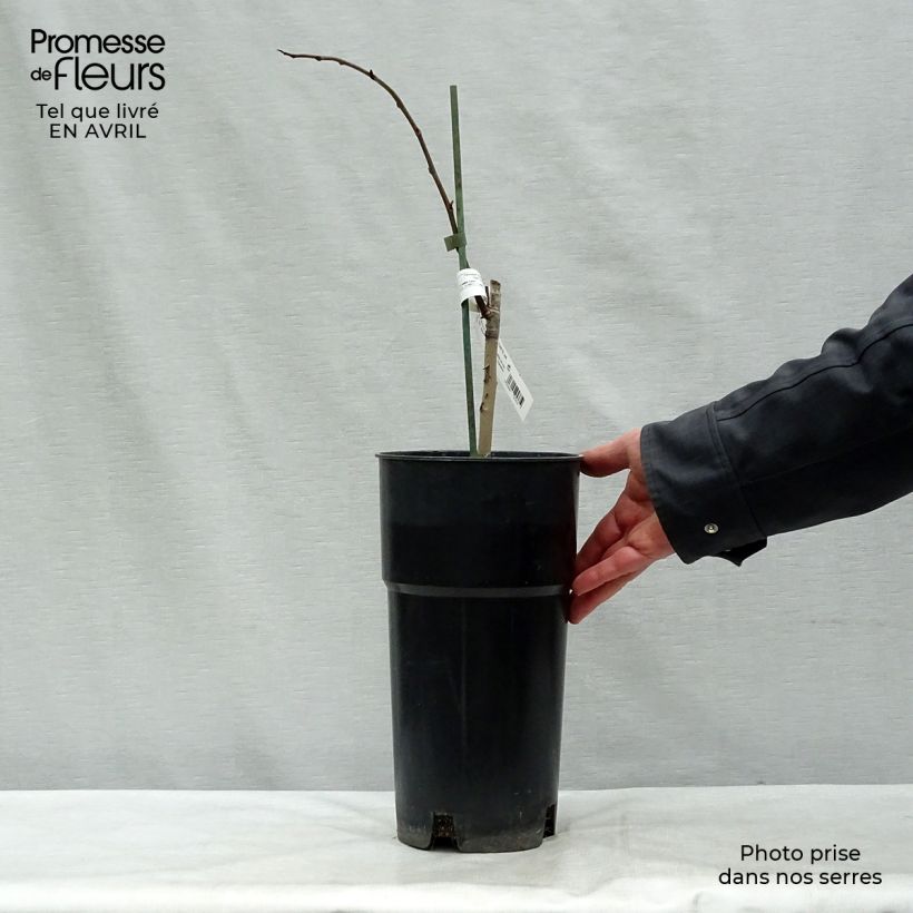 Example of Asimina Prima 1216 - Pawpaw Pot de 4L/5L as you get in printemps