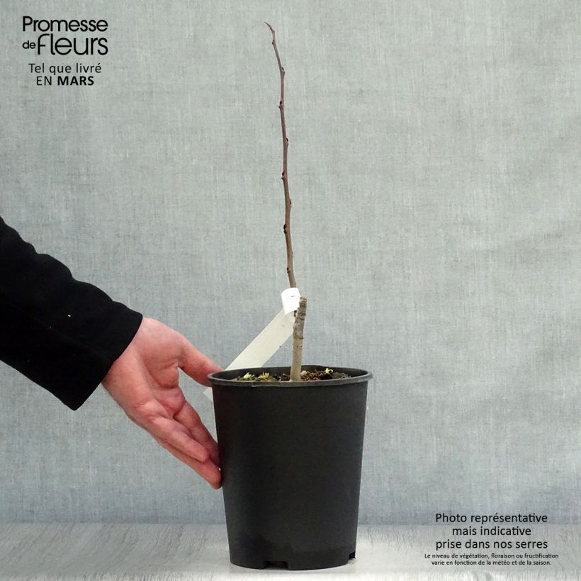 Example of Asimina Sunflower - Pawpaw Pot de 2L/3L as you get in printemps