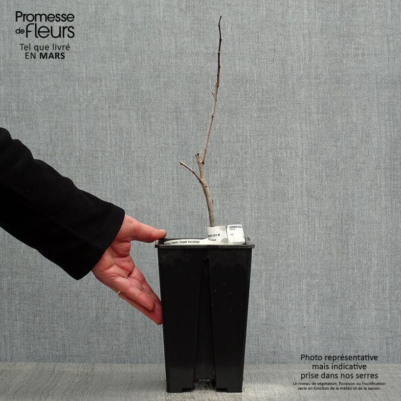 Example of Asiminier, Pawpaw - Asimina triloba Overleese Pot de 3L/4L as you get in printemps