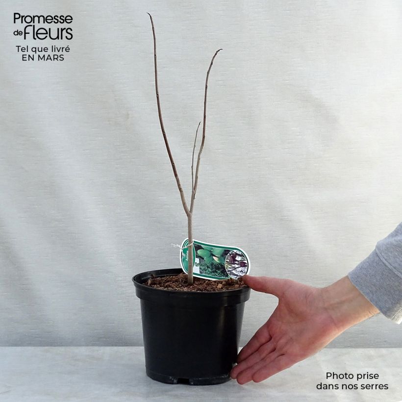 Example of Asimina triloba - Pawpaw Pot de 2L/3L as you get in printemps