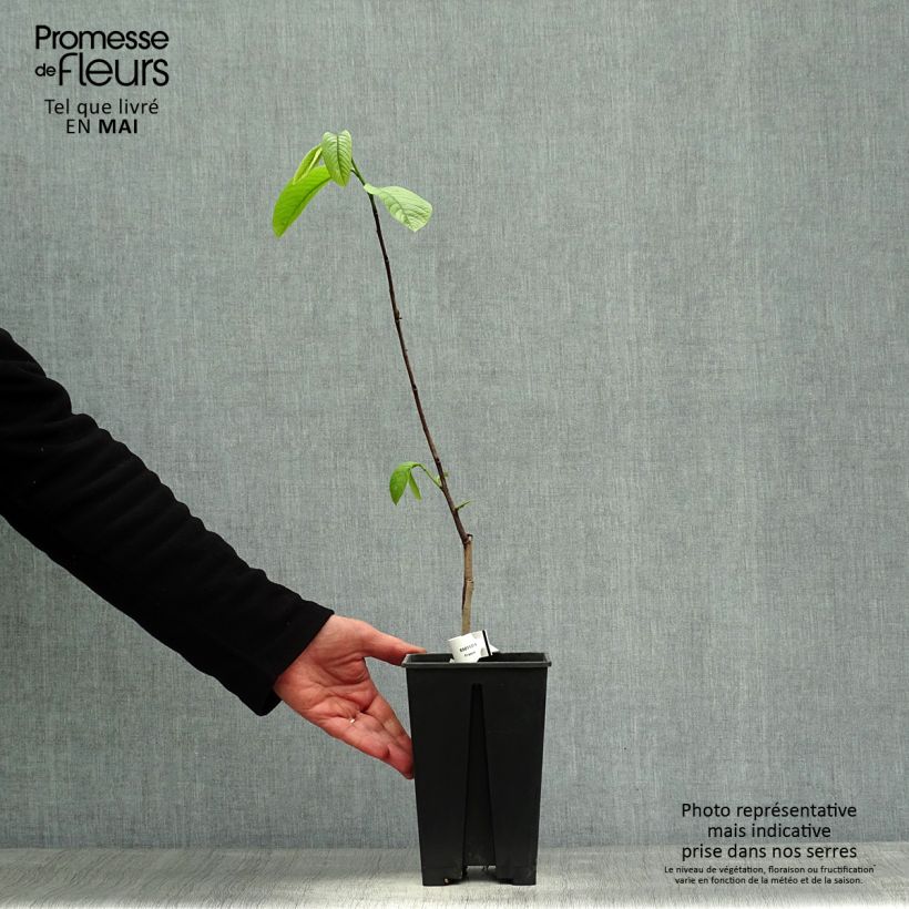 Spécimen de Asimina triloba Susquehanna Peterson Pawpaws Pot de 3L/4L tel que livré au printemps