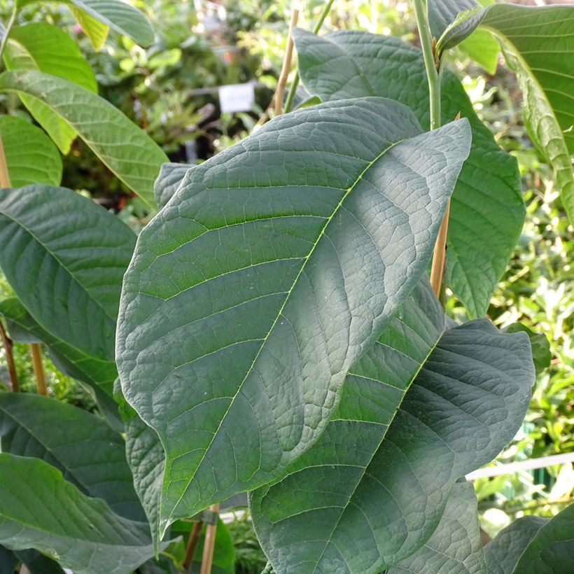 Asimina triloba Shenandoah - Asiminier, Pawpaw (Foliage)