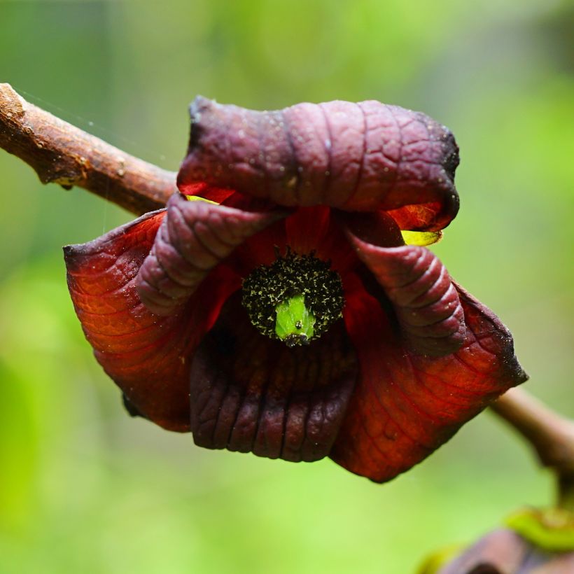 Asimina triloba Shenandoah - Asiminier, Pawpaw (Flowering)