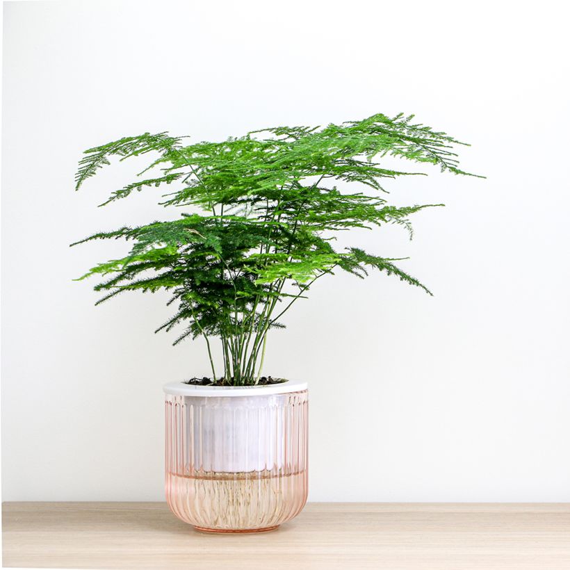 Asparagus plumosus - Asperge des fleuristes (Port)