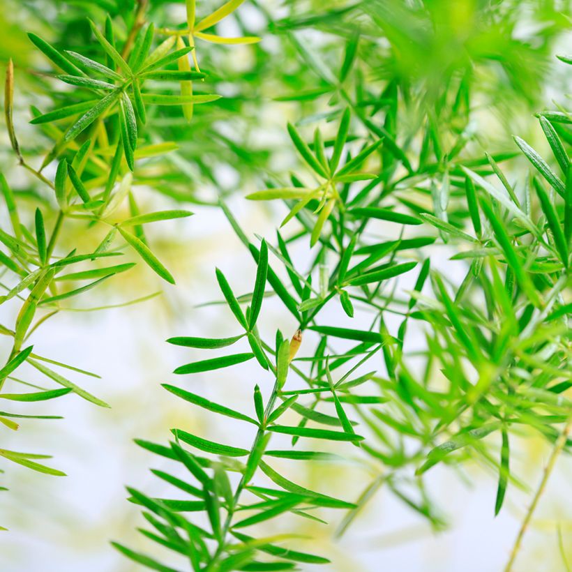 Asparagus sprengeri - Asperge de Sprenger (Feuillage)