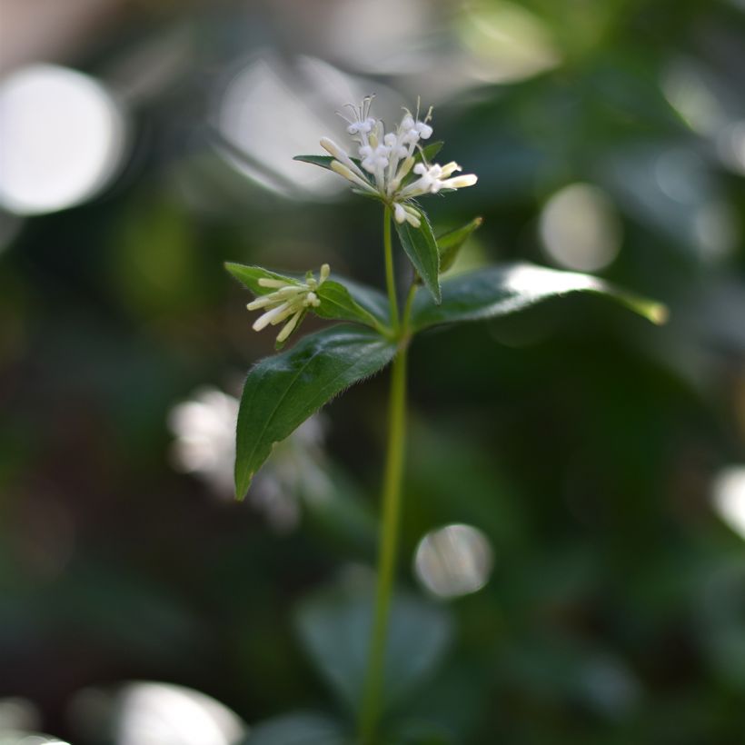 Asperula taurina - Aspérule de Turin (Flowering)