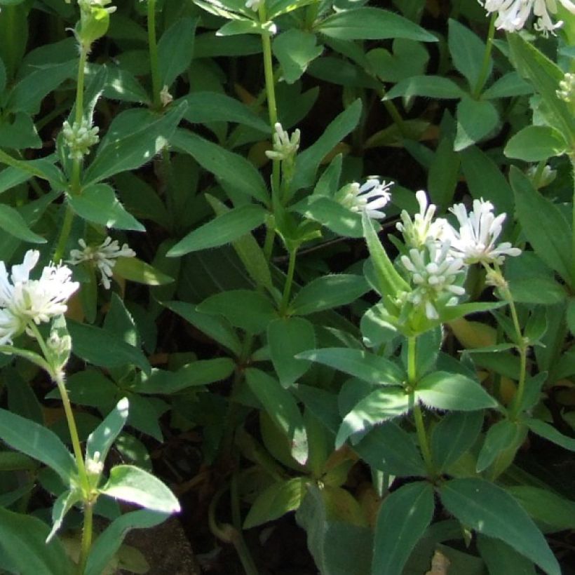 Asperula taurina - Aspérule de Turin (Foliage)