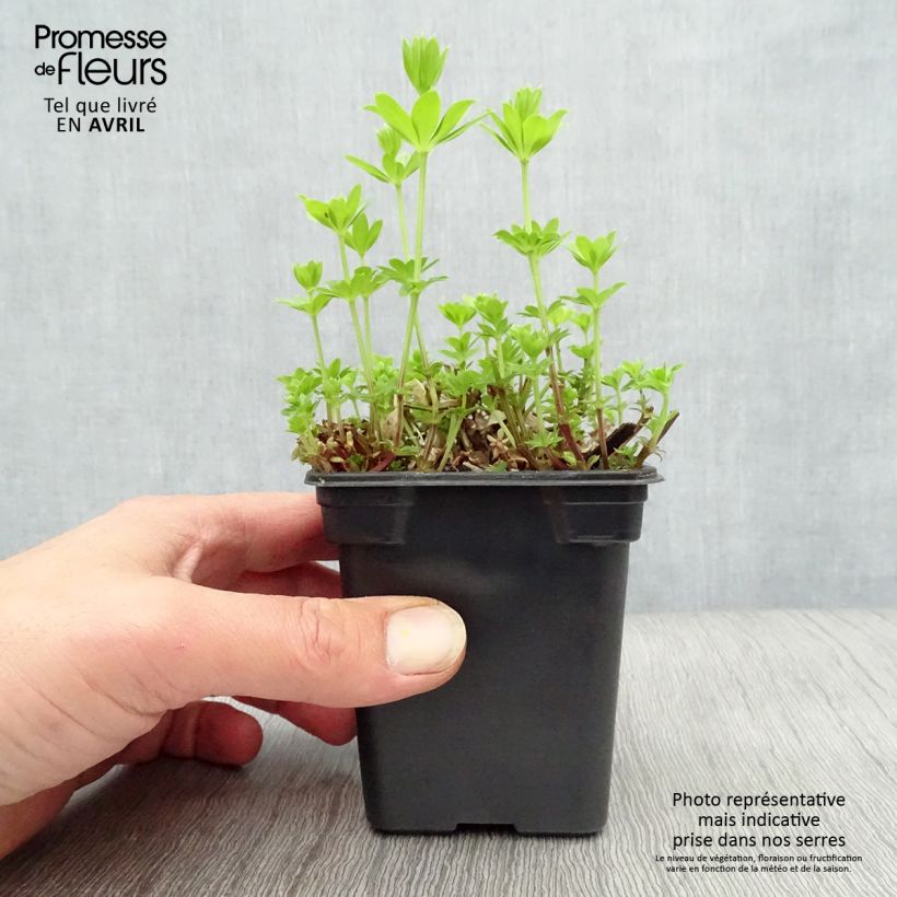 Example of Aspérule odorante - Galium odoratum Godet de 7/8 cm as you get in printemps